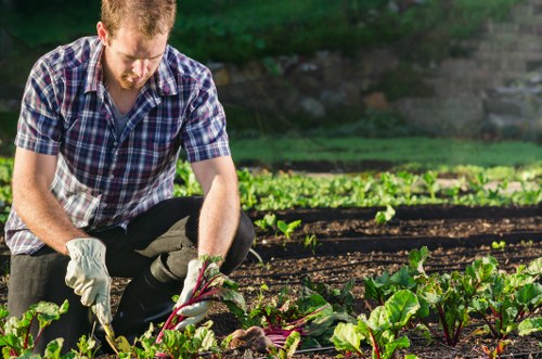 A man dressed in a checkered shirt and dark trousers is kneeling on the soil in a garden, actively harvesting freshly grown root vegetables, possibly beetroot, from a well-maintained vegetable bed. The garden features neatly arranged rows of green leafy plants, with rich dark soil visible between them. In the background, there are additional plantings, garden beds, and patches of grass, suggesting a productive and organized outdoor space. The sunlight indicates a clear and mild day, highlighting the vibrant green of the plants and the natural tones of the soil. This scene exemplifies a cultivated garden area suitable for gardening and outdoor maintenance services in Southfields, London, where attention to plant health and garden layout is evident, aligning with professional gardening standards provided by Gardening Services Southfields.