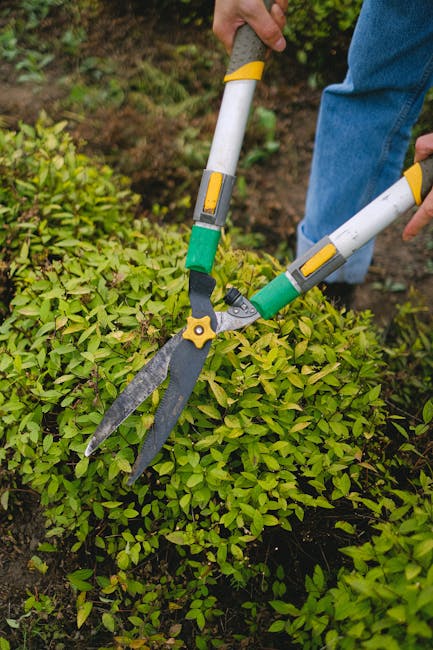 A gardener using hedge shears with yellow and green handles to trim a dense, green hedge in a well-maintained garden. The gardener is wearing a blue jacket and jeans, and the scene shows a neat layout